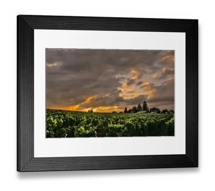 Framed Print : USA, Oregon, vineyard