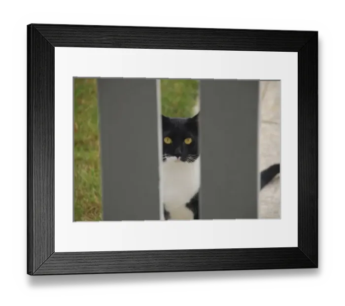 Framed Print : USA, Oregon, Portland. Cat looking through yard fence Framed Print : USA, Oregon, Portland. Cat looking through yard fence