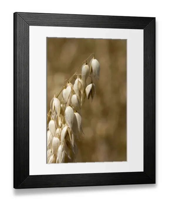 Framed Print : Crop of ripe oats in the Willamette Valley of Oregon, USA Framed Print : Crop of ripe oats in the Willamette Valley of Oregon, USA