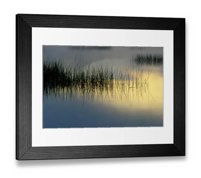 Framed Print : USA, New York, Adirondacks, Moose Lake, Reeds in Sunrise