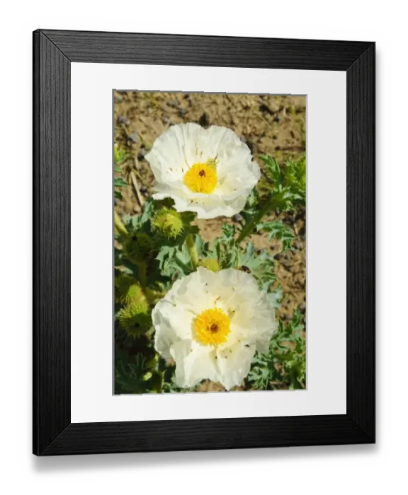 Framed Print : USA, North America, New Mexico