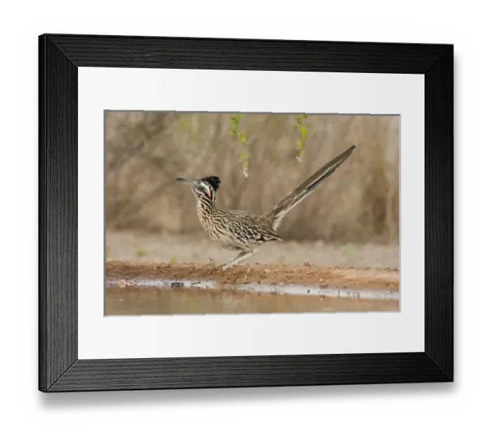 Framed Print : USA, North America, Texas