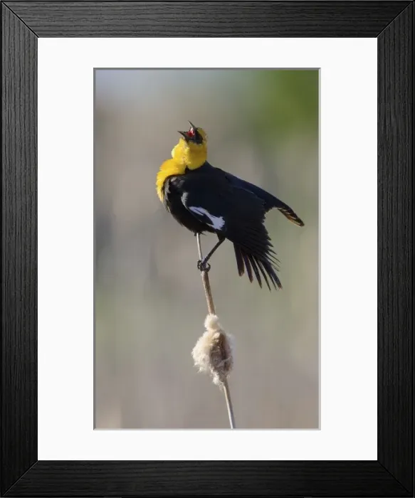 Framed Print : USA, Utah. Male yellow-headed blackbird (Xanthocephalus xanthocephalus) give territorial Framed Print : USA, Utah. Male yellow-headed blackbird (Xanthocephalus xanthocephalus) give territorial