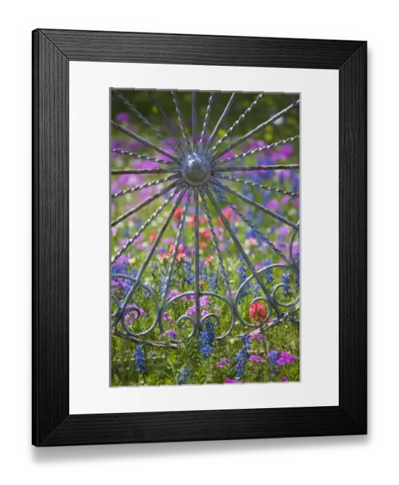 Framed Print : Fancy wheel Gate and fence with backdrop of Texas Wildflowers, Blue Bonnets, Indian Paint Brush Framed Print : Fancy wheel Gate and fence with backdrop of Texas Wildflowers, Blue Bonnets, Indian Paint Brush