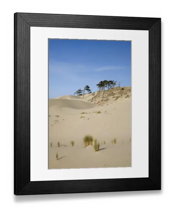 Framed Print : OR, Oregon Coast, Oregon Dunes National Recreation Area, Sand Dunes Framed Print : OR, Oregon Coast, Oregon Dunes National Recreation Area, Sand Dunes