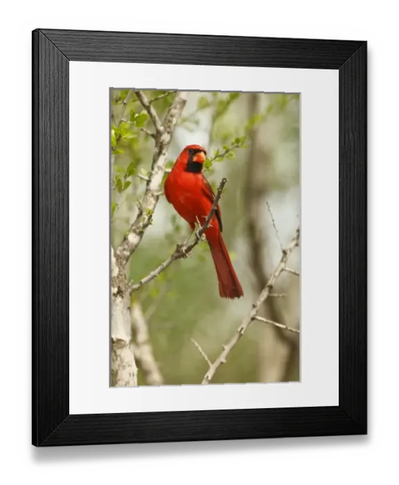 Framed Print : USA, North America, Texas