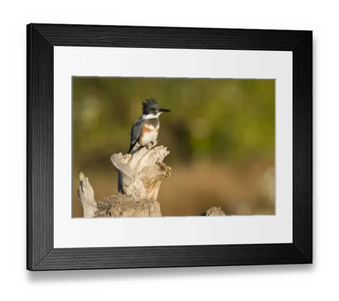 Framed Print : Ankeny National Wildlife Refuge, Oregon, Belted Kingfisher (Ceryle alcyon) Framed Print : Ankeny National Wildlife Refuge, Oregon, Belted Kingfisher (Ceryle alcyon)