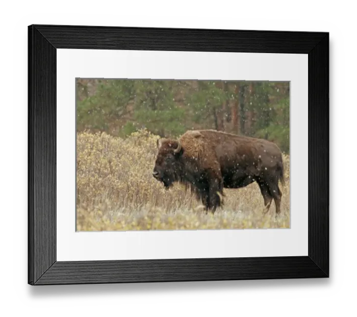 Framed Print : USA, North America, South Dakota Framed Print : USA, North America, South Dakota