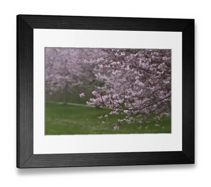 Framed Print : USA, New York, East Hampton. Cherry trees in the spring in Amagansett Framed Print : USA, New York, East Hampton. Cherry trees in the spring in Amagansett