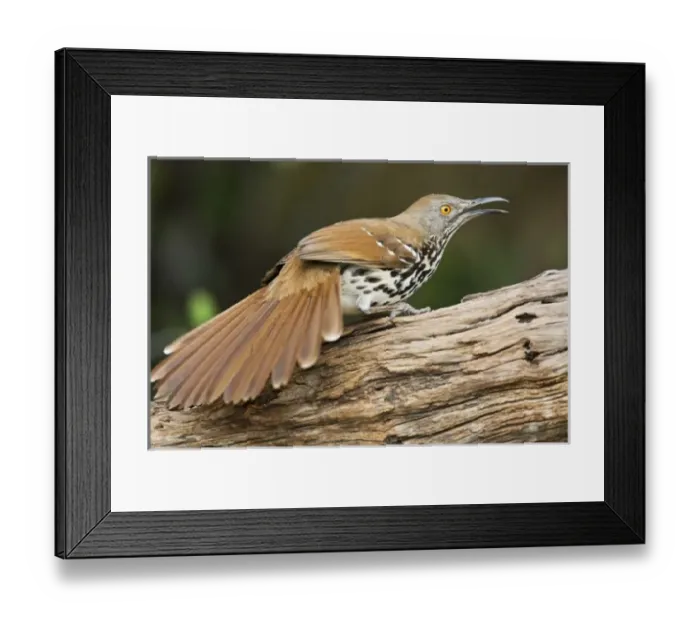 Framed Print : USA, North America, Texas Framed Print : USA, North America, Texas