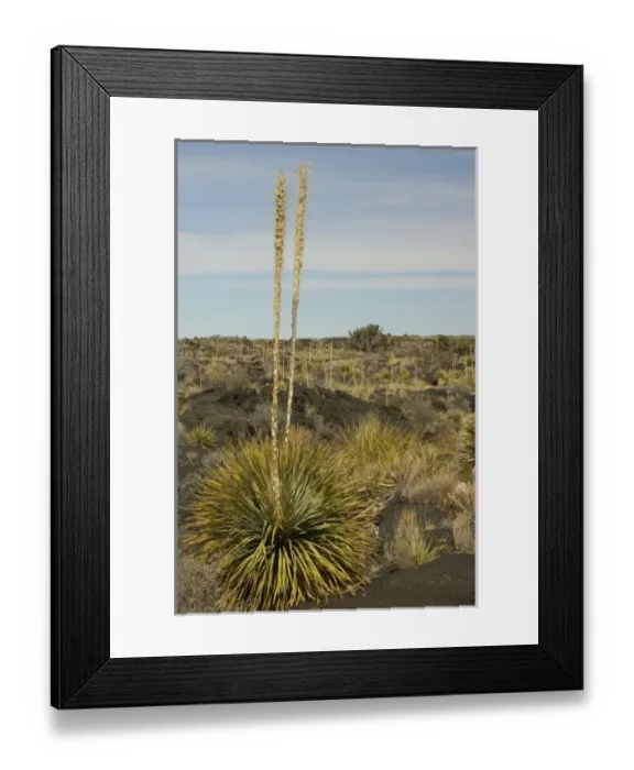 Framed Print : USA, North America, New Mexico Framed Print : USA, North America, New Mexico