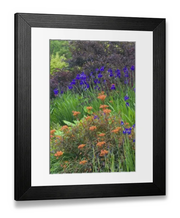 Framed Print : Bellevue Botanical Garden, Bellevue Washington - Springtime with foreground Euphorbia Framed Print : Bellevue Botanical Garden, Bellevue Washington - Springtime with foreground Euphorbia
