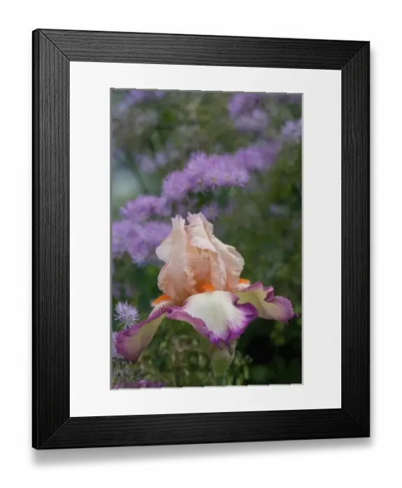 Framed Print : Flower Garden of Bearded Iris just north of Salem, Oregon