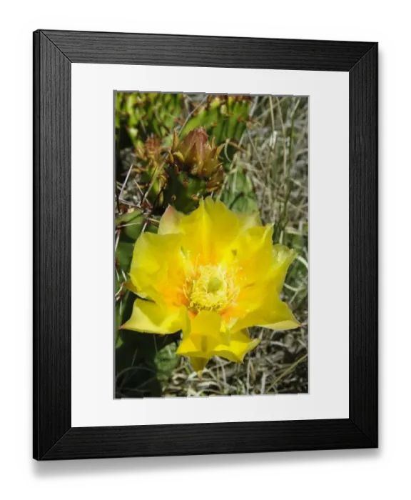 Framed Print : USA, North America, New Mexico Framed Print : USA, North America, New Mexico