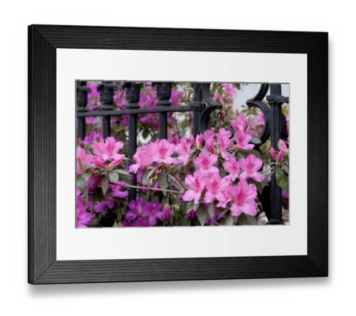 Framed Print : Charleston, South Carolina, USA. Azaleas along a fence in bloom Framed Print : Charleston, South Carolina, USA. Azaleas along a fence in bloom