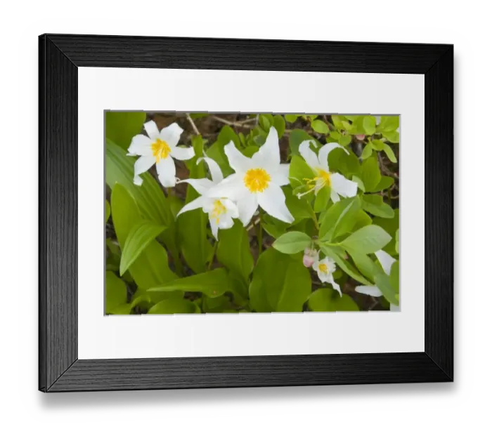 Framed Print : USA, North America, Washington Framed Print : USA, North America, Washington