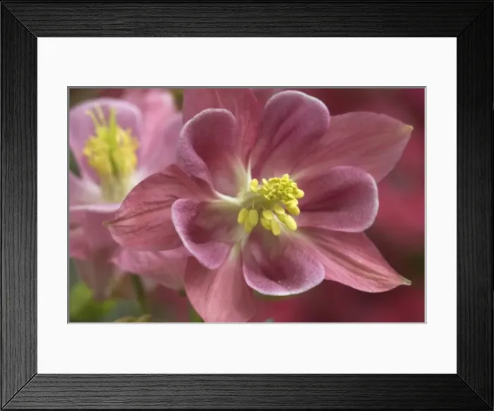 Framed Print : Wild Columbine (Aquilegia canadensis) Buttercup Family (Ranunculaceae) Pennsylvania, USA Framed Print : Wild Columbine (Aquilegia canadensis) Buttercup Family (Ranunculaceae) Pennsylvania, USA