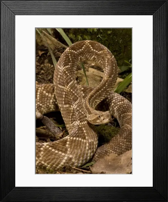 Framed Print : Neotropical Rattlesnake, Crotalus durissus, poised to strike with a venomous bite
