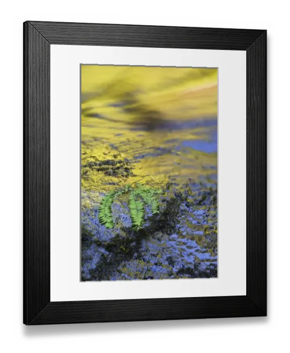 Framed Print : USA, Oregon. Reflections in stream with fern on rock