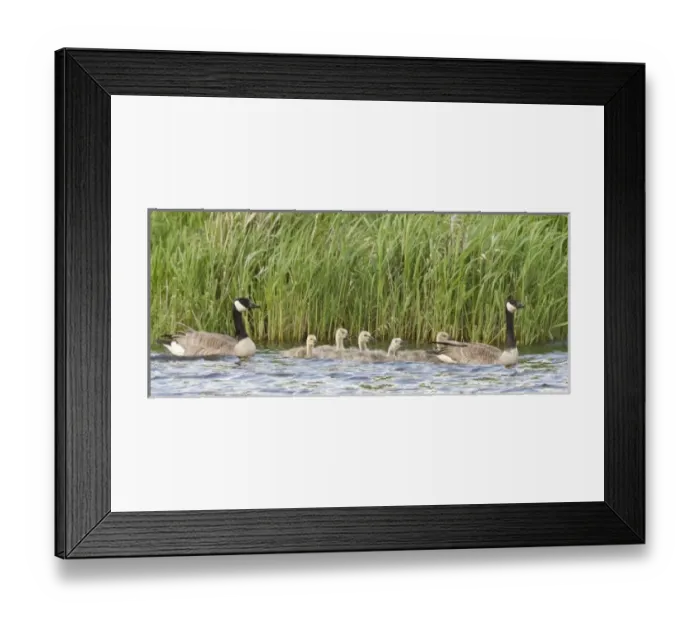 Framed Print : Unknown. Baskett Slough National Wildlife Refuge, Oregon, a family of Canada Geese Framed Print : Unknown. Baskett Slough National Wildlife Refuge, Oregon, a family of Canada Geese