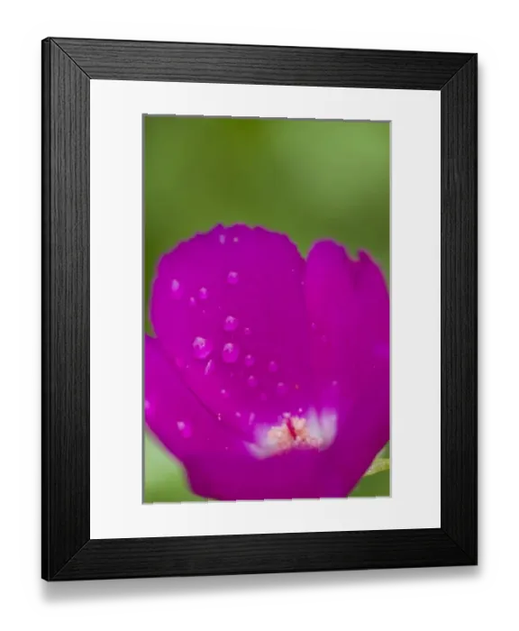 Framed Print : Winecup, Callirhoe involucrata, Wildflowers, Hill Country, Brenham, Texas, USA Framed Print : Winecup, Callirhoe involucrata, Wildflowers, Hill Country, Brenham, Texas, USA