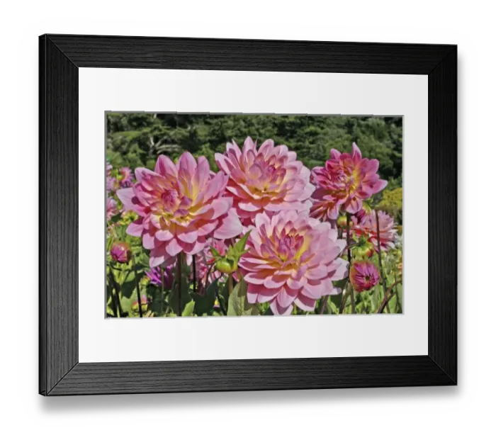 Framed Print : Dahlia flower in Shore Acres State Park and Botanical Gardens in Charleston near
