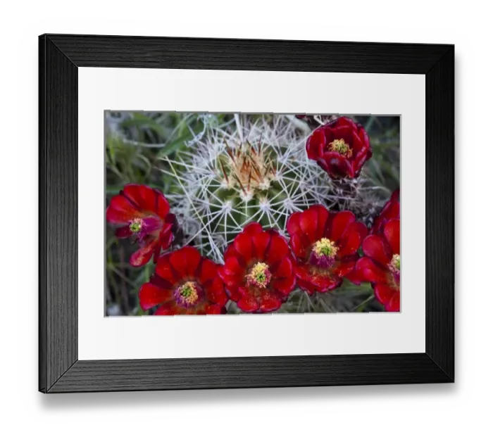 Framed Print : Claret Cup cactus blooms in desert setting near Zion National Park in Utah Framed Print : Claret Cup cactus blooms in desert setting near Zion National Park in Utah