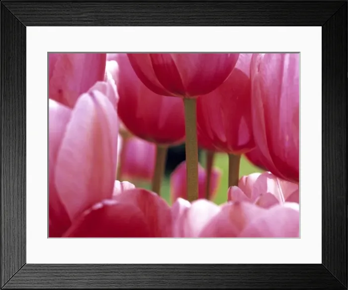 Framed Print : USA, Oregon, Willamette Valley. A close-up of delicate pink tulips gives an unusual