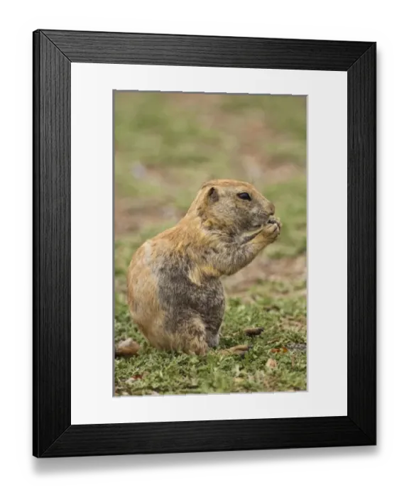 Framed Print : USA, North America, Oklahoma