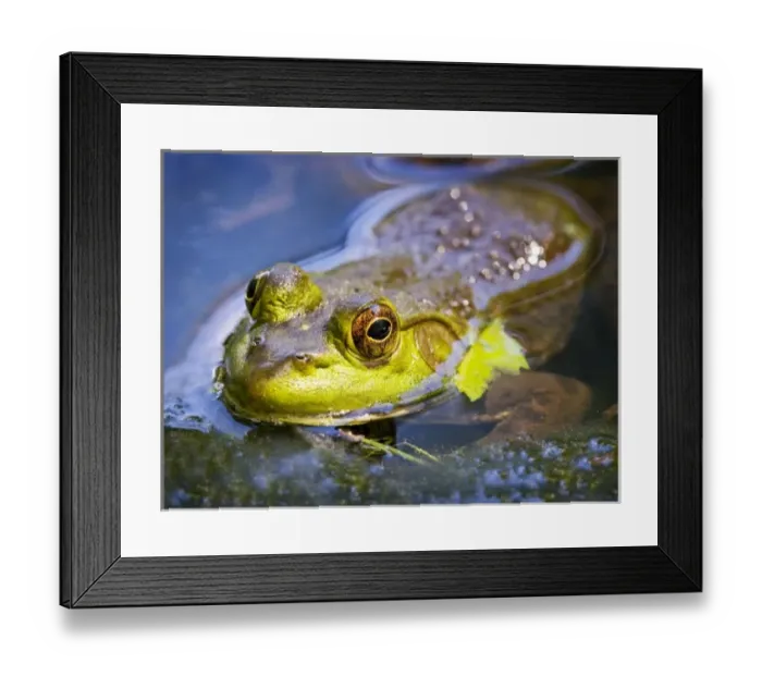 Framed Print : USA, New Jersey, Far Hills, Leonard J. Buck Garden. Bullfrog Framed Print : USA, New Jersey, Far Hills, Leonard J. Buck Garden. Bullfrog