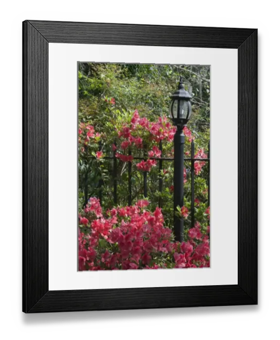 Framed Print : Charleston, South Carolina, USA. Azaleas in bloom along a fence in the spring