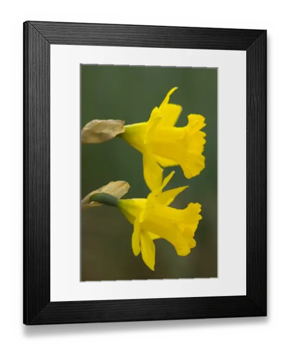 Framed Print : USA, North America, Virginia Framed Print : USA, North America, Virginia