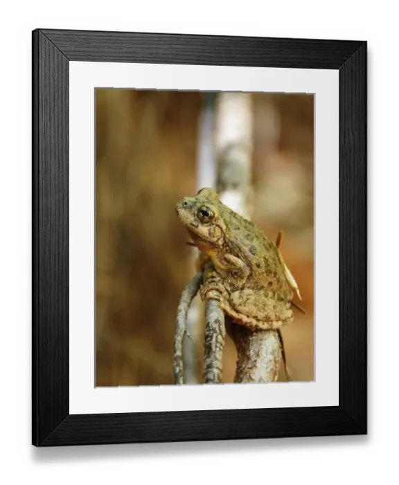 Framed Print : USA, North America, Utah