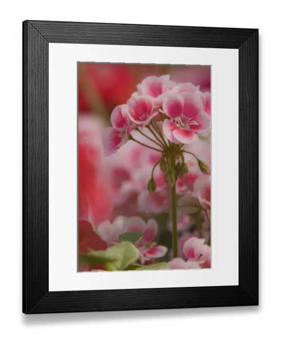Framed Print : New Guinea Impatiens flowers, Long Island, New York Framed Print : New Guinea Impatiens flowers, Long Island, New York