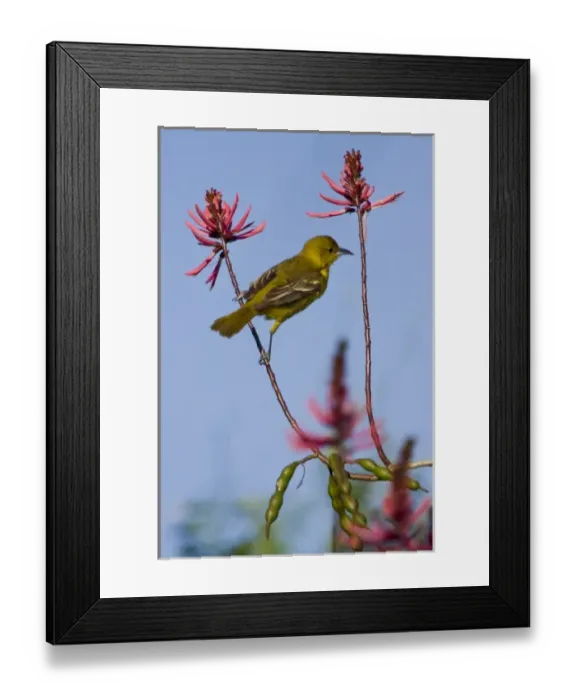 Framed Print : Laguna Madre Nature Trail, South Padre Island, Texas, USA. Orchard Oriole, Icterus spurius Framed Print : Laguna Madre Nature Trail, South Padre Island, Texas, USA. Orchard Oriole, Icterus spurius