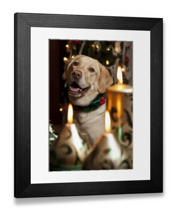 Framed Print : USA, Oregon, Keizer. Labrador Retriever in her Christmas gear (PR)