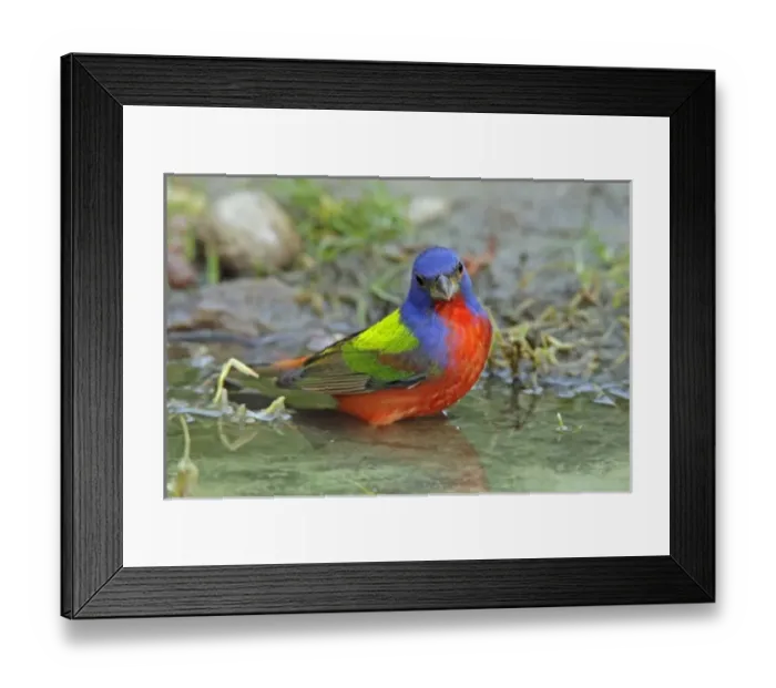 Framed Print : USA, Texas, McMullen County. Painted bunting male bathing. Credit as: Cathy & Gordon Framed Print : USA, Texas, McMullen County. Painted bunting male bathing. Credit as: Cathy & Gordon