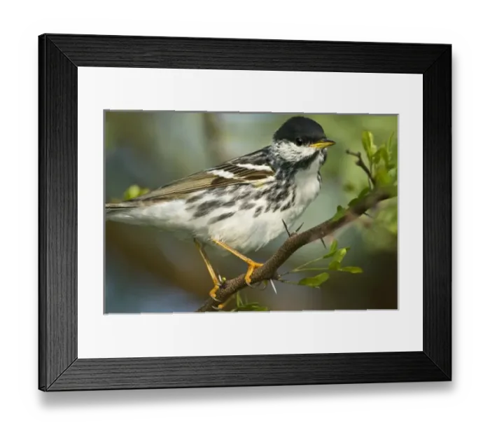 Framed Print : USA, North America, Texas
