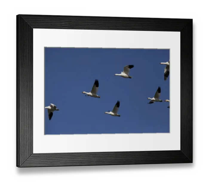 Framed Print : North America, USA, Washington, Stanwood, Snow Goose (Chen caerulescens) flying