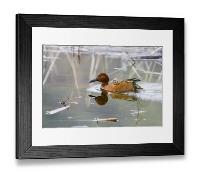 Framed Print : USA, North America, Oregon