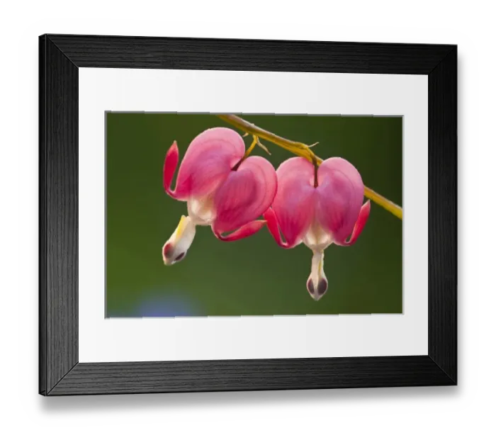 Framed Print : USA, Pennsylvania. Close-up of two bleeding heart flowers. Credit as: Nancy Rotenberg Framed Print : USA, Pennsylvania. Close-up of two bleeding heart flowers. Credit as: Nancy Rotenberg