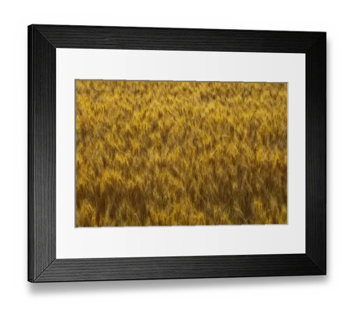 Framed Print : Mature wheat heads in the Palouse of Washington Framed Print : Mature wheat heads in the Palouse of Washington