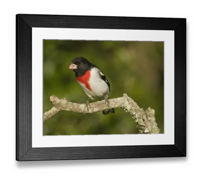 Framed Print : USA, North America, Texas Framed Print : USA, North America, Texas