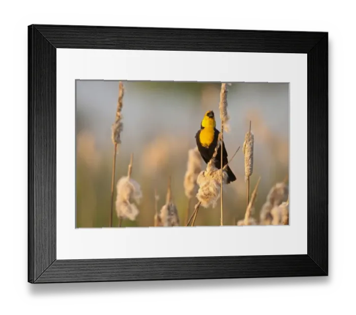 Framed Print : USA, North America, Oregon Framed Print : USA, North America, Oregon
