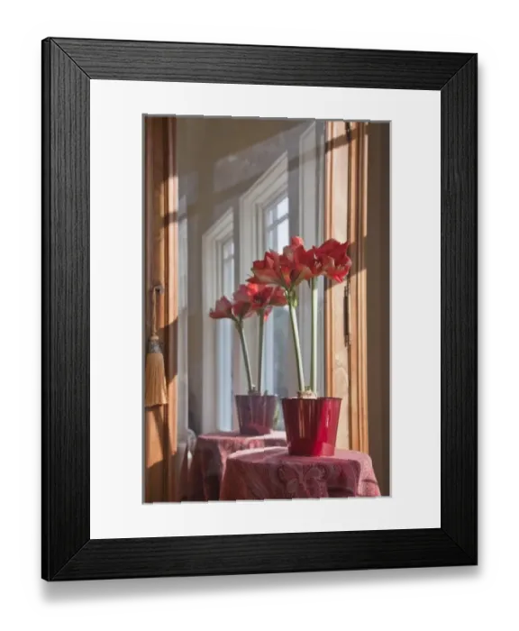 Framed Print : USA, Washington, Seabeck. Pot with Ferrari ameryllis flowers lit by sunlight streaming Framed Print : USA, Washington, Seabeck. Pot with Ferrari ameryllis flowers lit by sunlight streaming