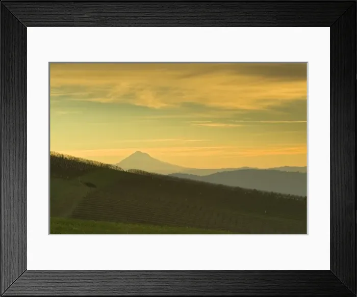 Framed Print : sunrise colored clouds over Mt. Hood and Erath Vineyard seen from Maresh vineyard