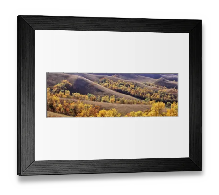 Framed Print : USA, North Dakota, New Town. Cottonwoods in fall color fill the coulees near New