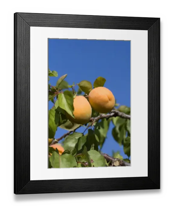 Framed Print : Ripe apricots grow on the tree in Oregon, USA Framed Print : Ripe apricots grow on the tree in Oregon, USA