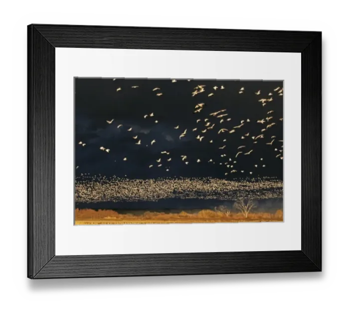 Framed Print : USA, New Mexico, Bosque del Apache National Wildlife Refuge. Snow geese in flight Framed Print : USA, New Mexico, Bosque del Apache National Wildlife Refuge. Snow geese in flight