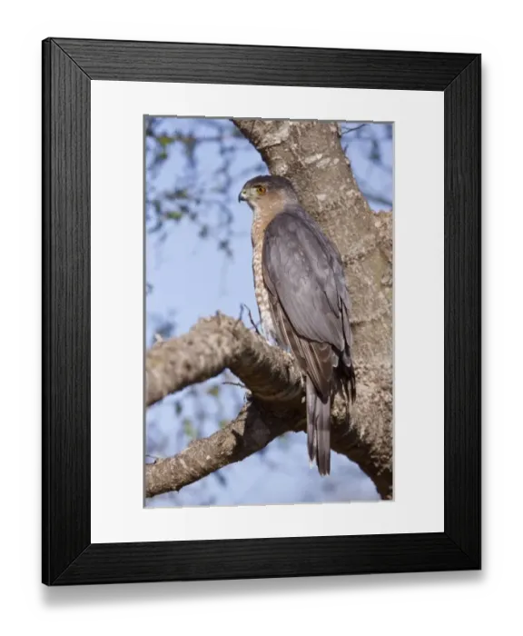 Framed Print : USA, North America, Texas Framed Print : USA, North America, Texas